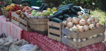Workbench with baskets of bio-foods, collected from the field in baskets and wooden boxes - onions, cucumber, courgette, tomatoes, plums, peppers and potatoesの写真素材