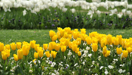 Yellow tulips garden with a row of white tulips in the background, blur, flowers, spring environmentの写真素材