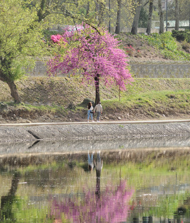 Couple taking a romantic walk by the river and admiring a tree full of pink flowers, reflections in the river waterの写真素材