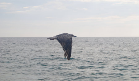 Panning seagull flying over the seaの写真素材