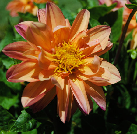 Yellow opened flower in the middle of the green leavesの写真素材