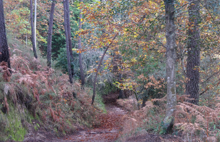 Trail in the middle of a forest with autumn colors, falling leaves, mountain environment, GerÃªsの写真素材