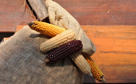 Burlap sack full of corncobs lying on an old wooden surface, agriculture harvest environmentの写真素材