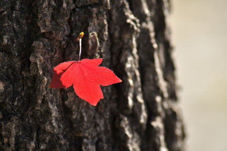 Dry red leaf stuck on a tree trunk, light coming through, autumn colorsの写真素材
