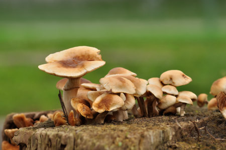 Small group of mushrooms on top of a cut tree trunkの写真素材