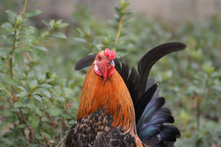 Rooster in the garden. Rooster in the natural environment.の写真素材