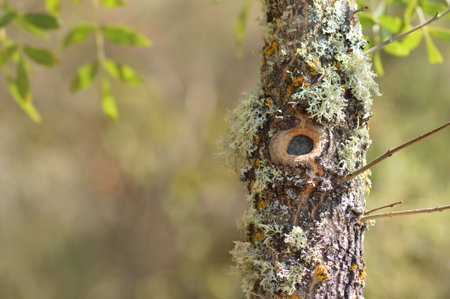 Eye of a broken branch on a tree with moss and lichen in the forestの写真素材
