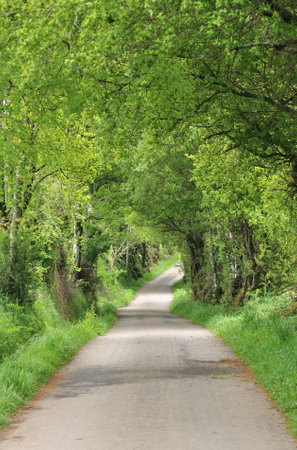 Country road through the green forest in springtime. Nature background.の写真素材