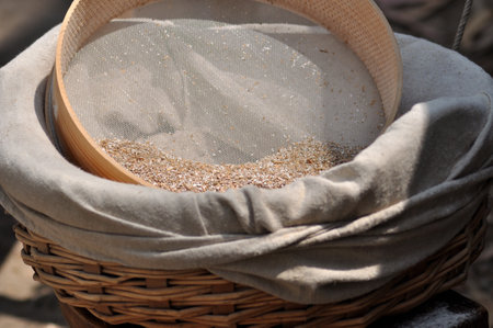 Corn in a wicker basket in a farm. Selective focus.の写真素材