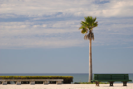 Palm tree an d benches a side of the beach withe sea and cloudy sky, landscapeの写真素材
