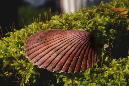 Scallop shell on green moss in the garden. Selective focus.