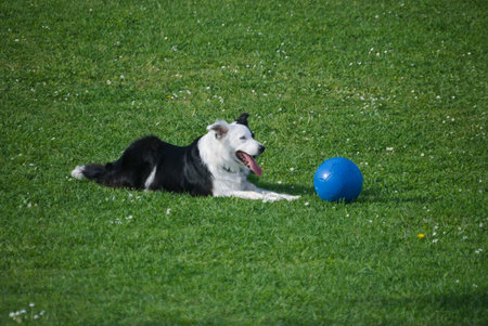 Border collie dog lying on the grass with a blue ball.の写真素材