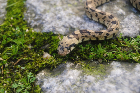 A closeup of a snake on a stone in the forest.の写真素材