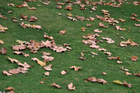 Fallen autumn leaves on the green grass in the city park.の写真素材