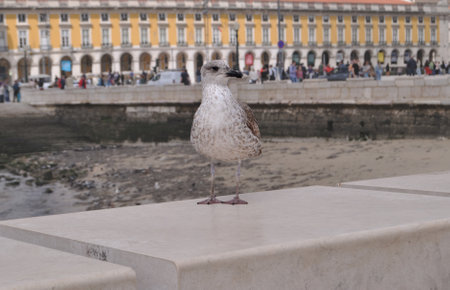 Seagull on the background of the city of Lisbon, Portugalの写真素材