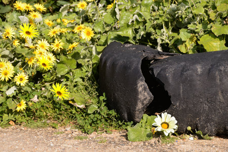 Broken black old tire with yellow flowers in the garden. Selective focus pollution