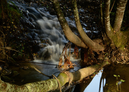 Waterfall in the forest. The stream flows through the forest.の写真素材