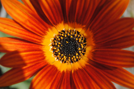 Close up of an orange gerbera daisy in a gardenの写真素材