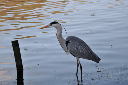 Gray heron on the shore of the lake. Close-up.の写真素材