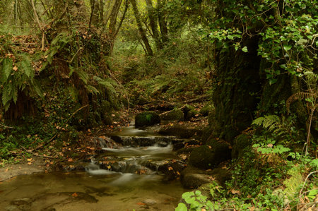 Mountain stream in the forest. Autumn landscape. Mountain river.