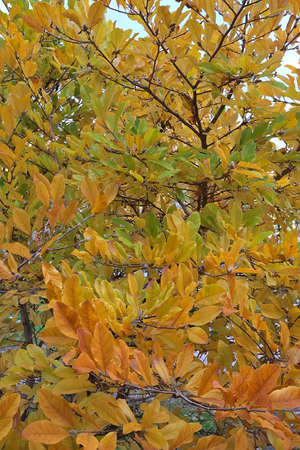 autumn in my garden, the leaves are different colorsの写真素材