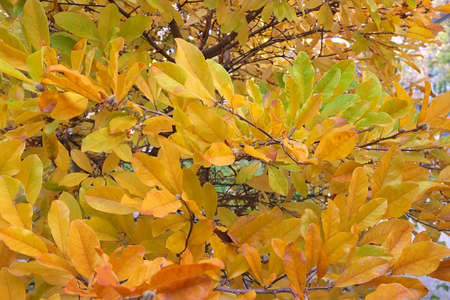 autumn in my garden, the leaves are different colorsの写真素材