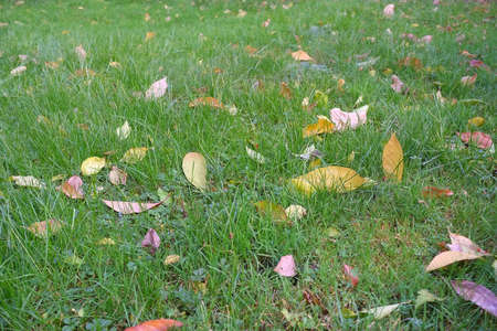 autumn in my garden, the leaves are different colorsの写真素材