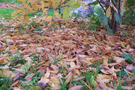 autumn in my garden, the leaves are different colorsの写真素材