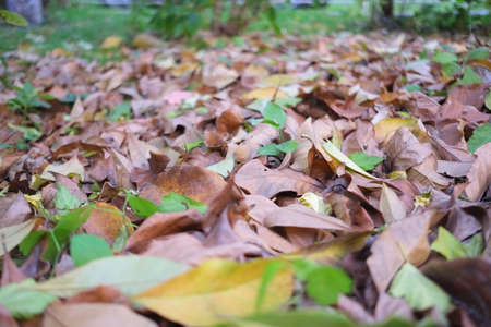 autumn in my garden, the leaves are different colorsの写真素材