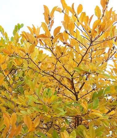 autumn in my garden, the leaves are different colorsの写真素材