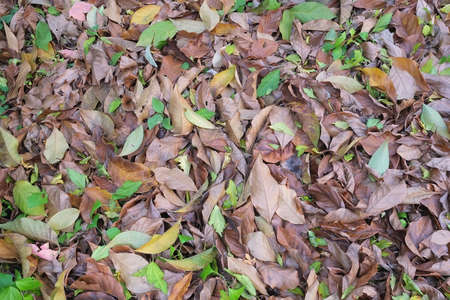 autumn in my garden, the leaves are different colorsの写真素材