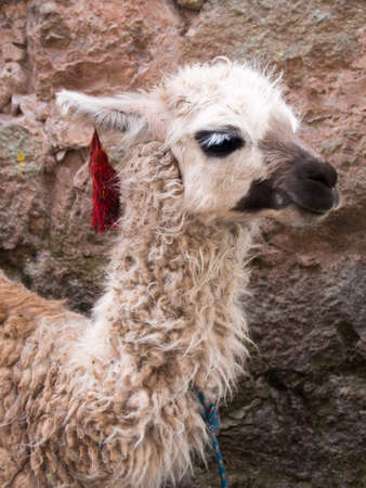 Cute llama on sidewalk in streets of Cusco, Peru.の写真素材