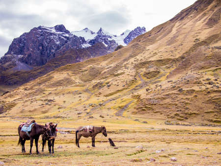 Horses & dog waiting in Andes mountains of Peru at the start of a hike.の写真素材
