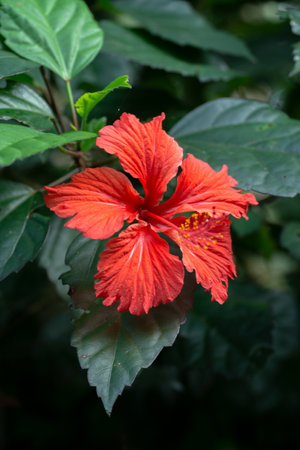 Red hibiscus flower blooming in the tropical garden.の写真素材