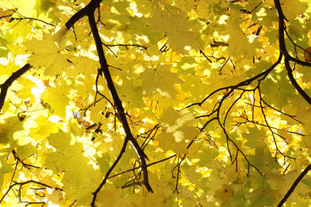 autumn leafs
