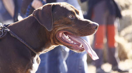dogの写真素材