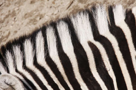 zebraの写真素材