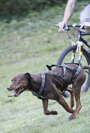 running dogの写真素材