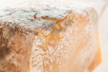 Cheese in aging proces and with mold on it
