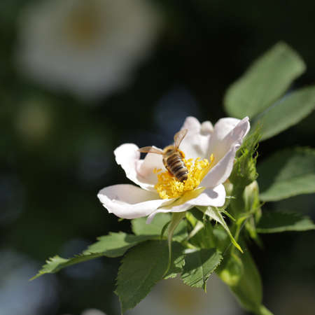 Bee pollinate white flower