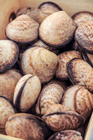 Raw food, Chamelea gallina sea shellsの写真素材