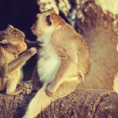 Long-tailed Macaque Monkey grooming on ancient ruins of Angkor Wat.の写真素材