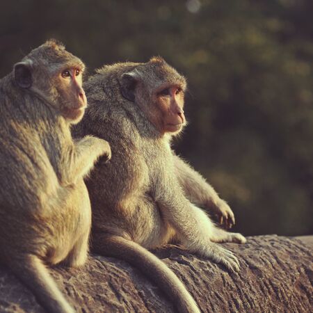 Long-tailed Macaque Monkey grooming on ancient ruins of Angkor Wat.の写真素材