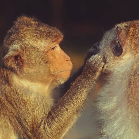 Long-tailed Macaque Monkey grooming on ancient ruins of Angkor Wat.の写真素材
