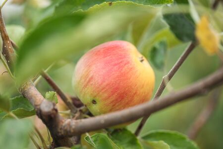 Branch of healthy fresh organic green apple