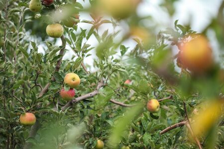 Branch of healthy fresh organic green apples