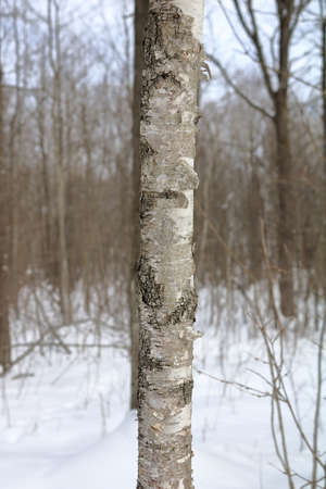 Paper Birch, also known as White Birch (Betula papyrifera) tree bark in winterの写真素材