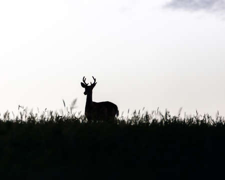 Silhouette of a young Whitetail Buck (Odocoileus virginianus) in a grass field, selective focus