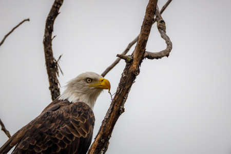 Close-up of a beautiful Bald Eagle looking for prey, selective focusの写真素材