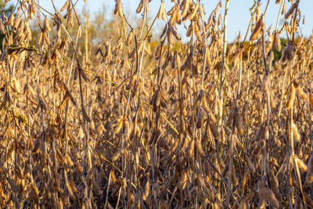 Soybean field in early fall ready for harvest, close up, selective focus, background blur, foreground blurの写真素材